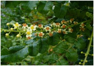 Boswellia-Serrata-02.gif