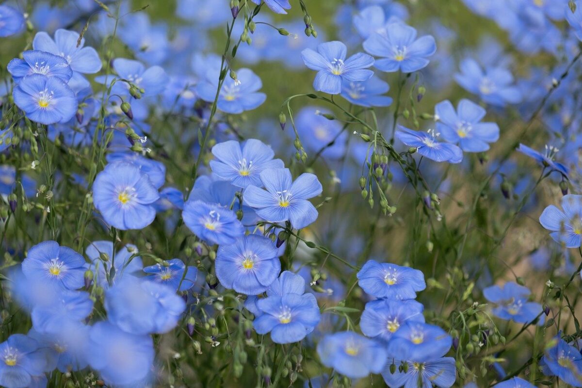 Linum-Usitatissimum-1200x800.jpg